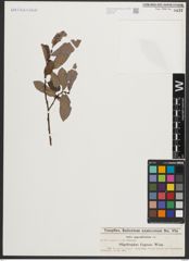 Foto von Salix appendiculata Vill.